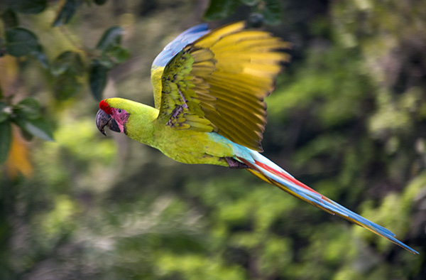 Lapa verde volando